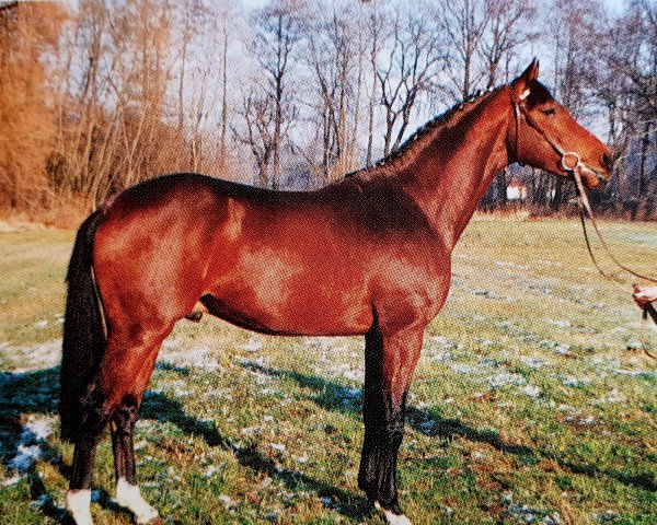 Deckhengst Landor (Holsteiner, 1991, von Lavarius)