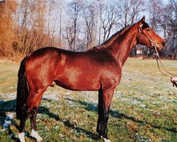 stallion Landor (Holsteiner, 1991, from Lavarius)