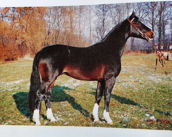 stallion Freudenberg (Westphalian, 1991, from Freudentänzer)