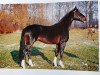 stallion Freudenberg (Westphalian, 1991, from Freudentänzer)