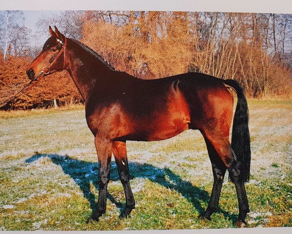 stallion Marcolini (Hanoverian, 1991, from Matcho AA)