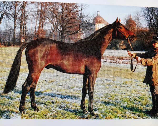 stallion Ulysses (Westphalian, 1991, from Upan la Jarthe AA)