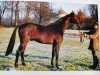 stallion Ulysses (Westphalian, 1991, from Upan la Jarthe AA)