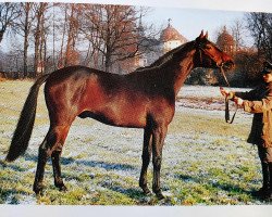 stallion Ulysses (Westphalian, 1991, from Upan la Jarthe AA)