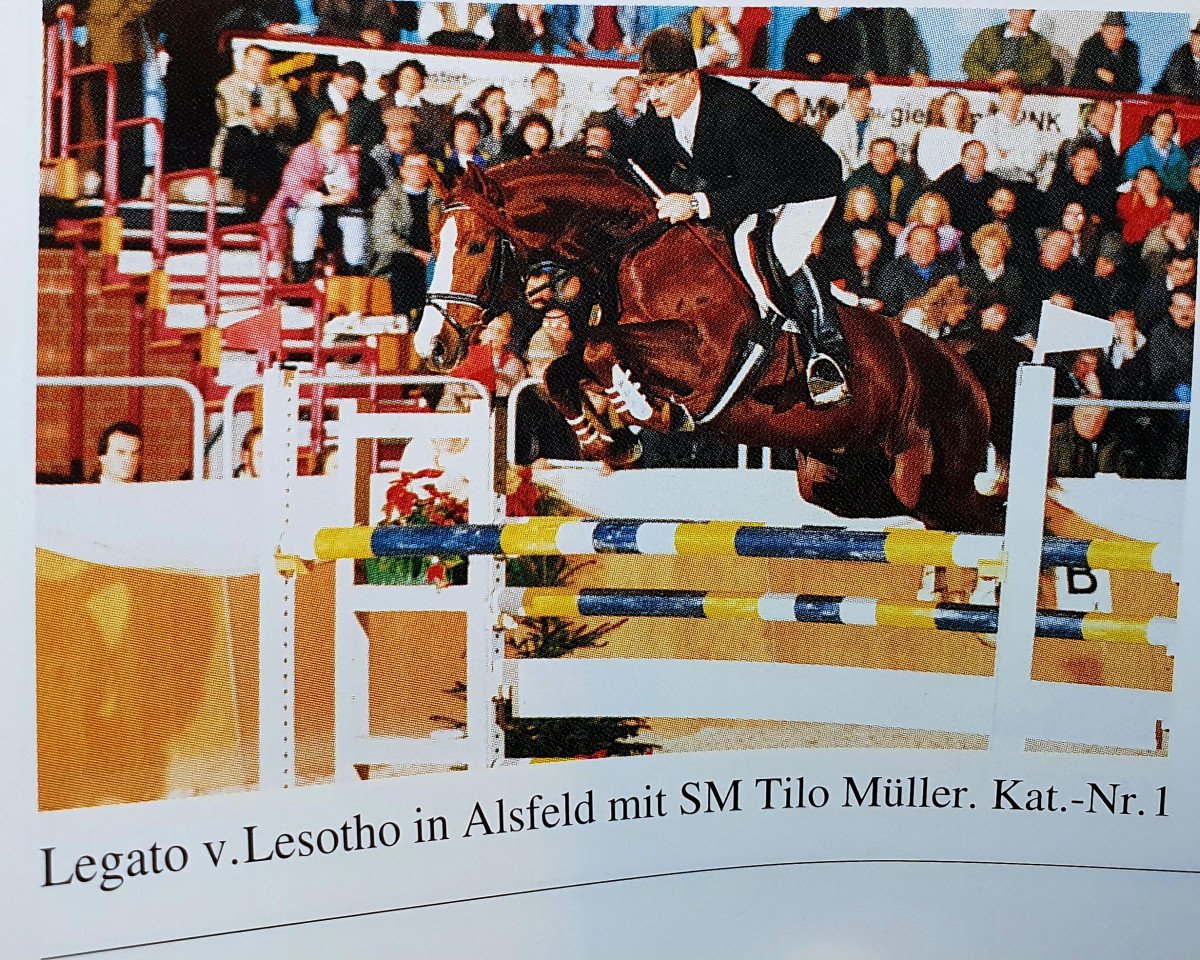 stallion Legato (German Warmblood, 1987, from Lesoto 1448)