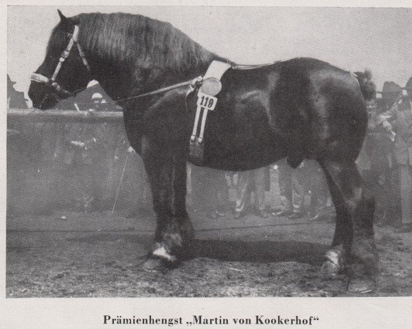 Deckhengst Martin von Kookerhof RS 870 (Rheinisch-Deutsches Kaltblut, 1920, von Martin RS 226)
