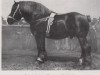 stallion Martin von Kookerhof RS 870 (Rhenish-German Cold-Blood, 1920, from Martin RS 226)