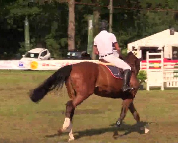 Pfingst - Dressur und Springturnier Borken 2014