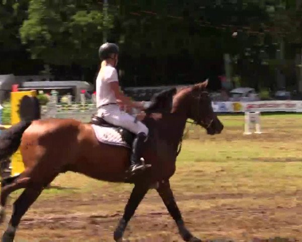 Pfingst - Dressur und Springturnier Borken 2014