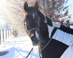 dressage horse FR.E.E.Networker (German Riding Pony, 1998, from Namajan)