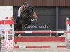 jumper Iglesia Ben CH (Swiss Warmblood, 2007, from Incello)