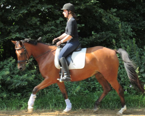 broodmare Destiny (Trakehner, 2010, from Halimey Go)