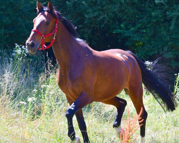 horse Mausi 202 (Westphalian, 2004, from Montmartre)