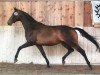 broodmare Heraphina (Trakehner, 2008, from Linne)