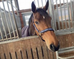 jumper Champion (Hanoverian, 2015, from Contendro I)