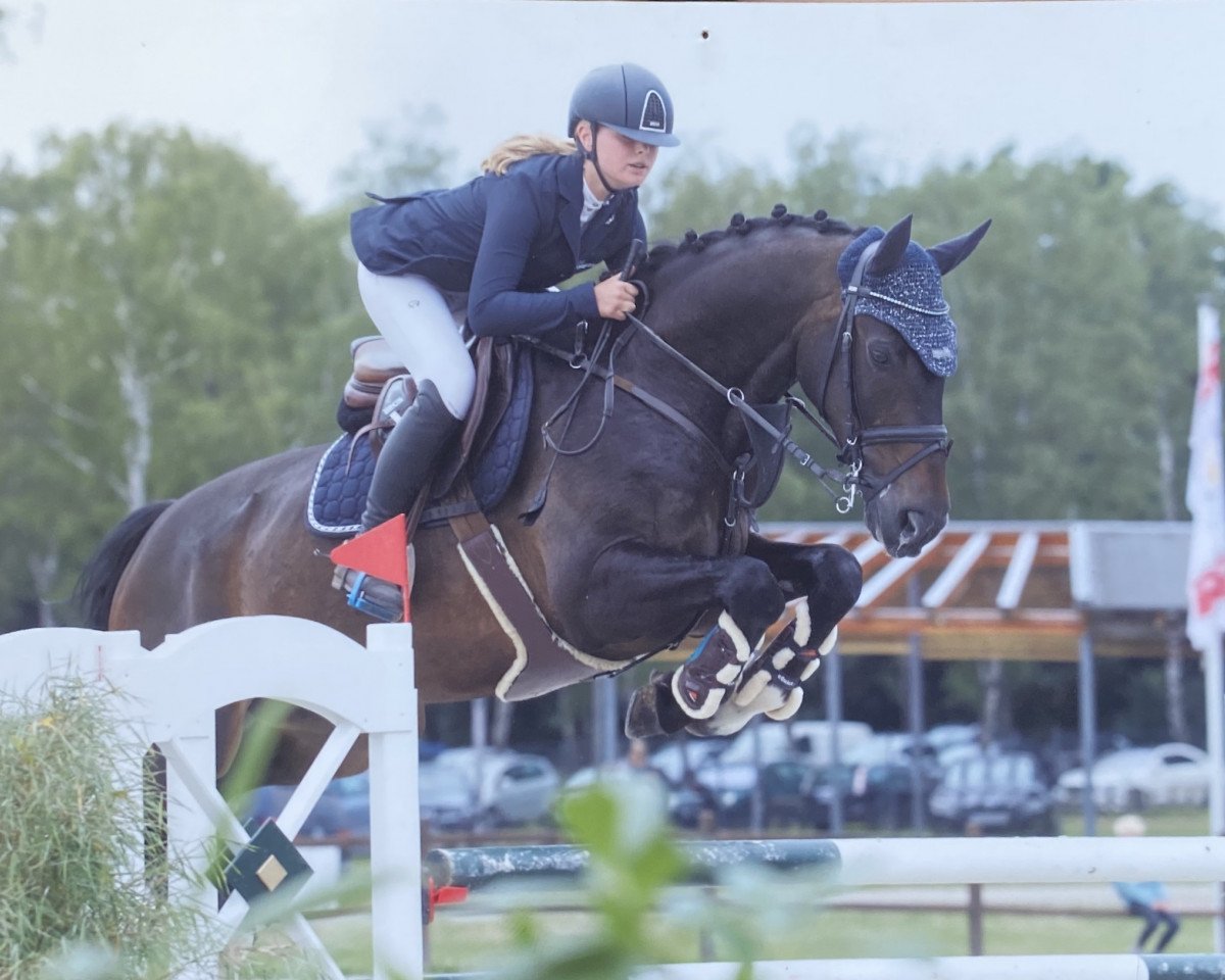 Springpferd VOODOO FIRE (Hannoveraner, 2012, von Now Or Never M)