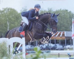 jumper Voodoo Fire (Hanoverian, 2012, from Now Or Never M)