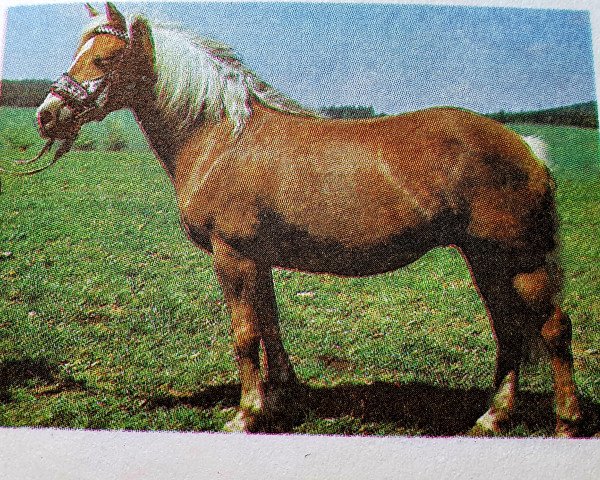 Zuchtstute Saffa H 197 DDR (Haflinger, 1971, von Staps 29)