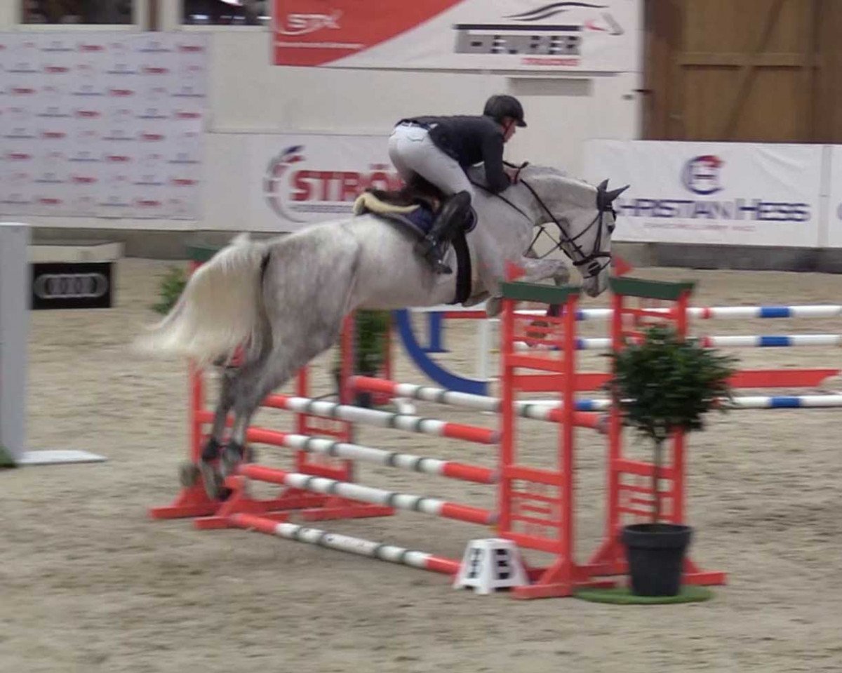 jumper Stargold PS (Oldenburg show jumper, 2015, from Stakkato)