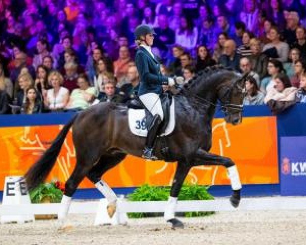 stallion Lennox U.S. (Dutch Warmblood, 2016, from Kastel's Grand Galaxy Win)