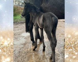 Dressurpferd Stutfohlen von Lennox x Millennium (Oldenburger, 2021, von Lennox U.S.)