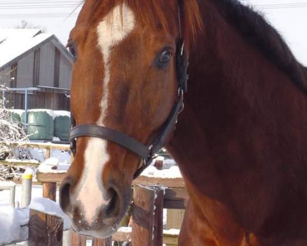 dressage horse D'Normandie (Hanoverian, 1992, from Donnerhall)