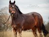 dressage horse Quintana L (Westphalian, 2017, from Quotenkönig 2)