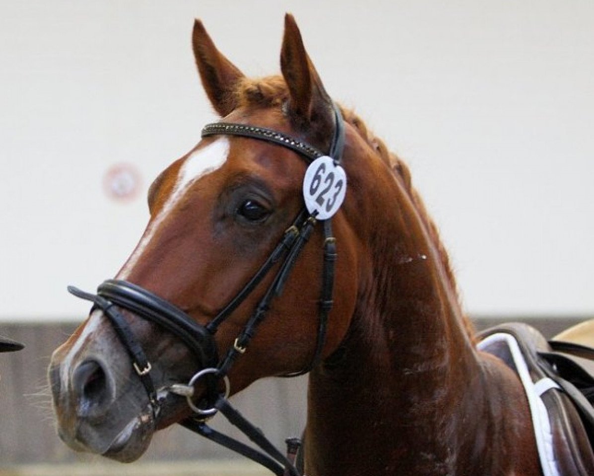 dressage horse Fürst Felizio (Westphalian, 2011, from Fürst Piccolo)