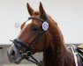 dressage horse Fürst Felizio (Westphalian, 2011, from Fürst Piccolo)