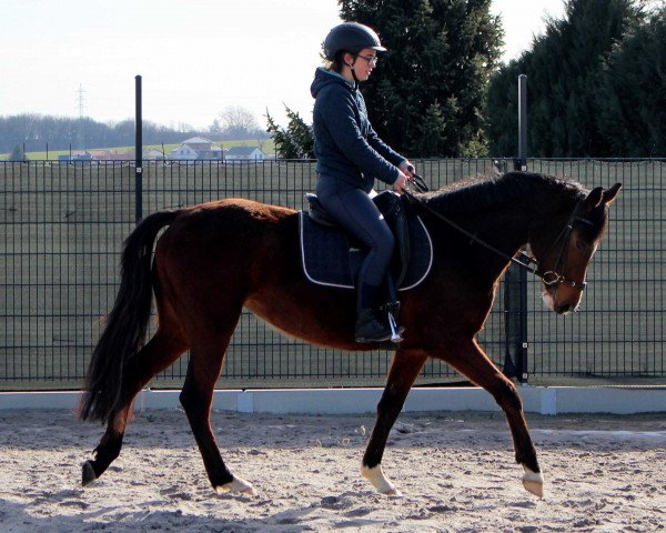 jumper Waianti B (German Sport Horse, 2018, from Dipylon)