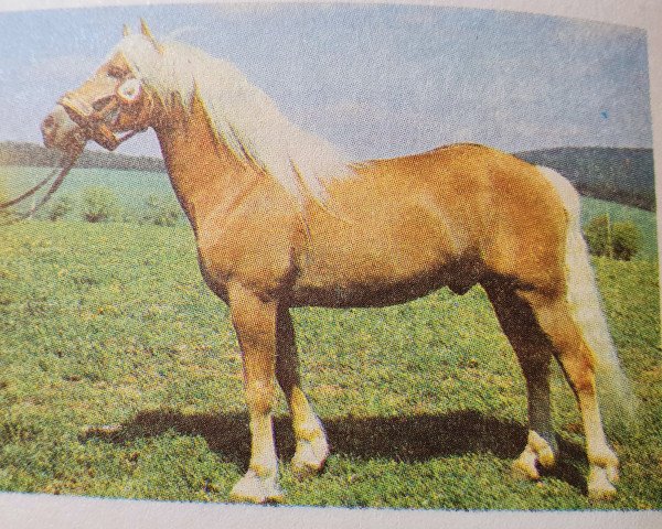 stallion Albertus 112 (Haflinger, 1982, from Albanus 64)