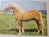 stallion Albertus 112 (Haflinger, 1982, from Albanus 64)