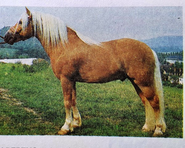stallion Wilmar (Haflinger, 1981, from Wildfang 326)