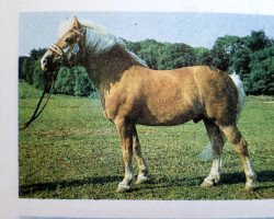 Deckhengst Saturn (Haflinger, 1979, von Salamander 53)