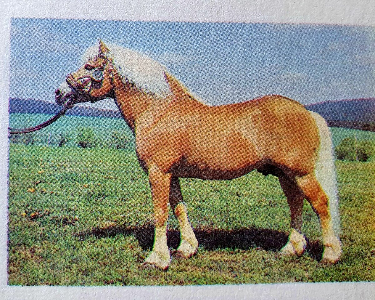 stallion Sallus 63 (Haflinger, 1974, from Stachus 13)