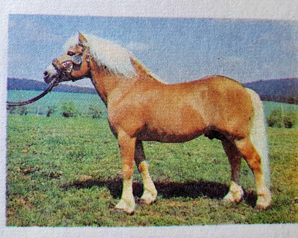 stallion Sallus (Haflinger, 1974, from Stachus 13)