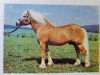 stallion Sallus (Haflinger, 1974, from Stachus 13)