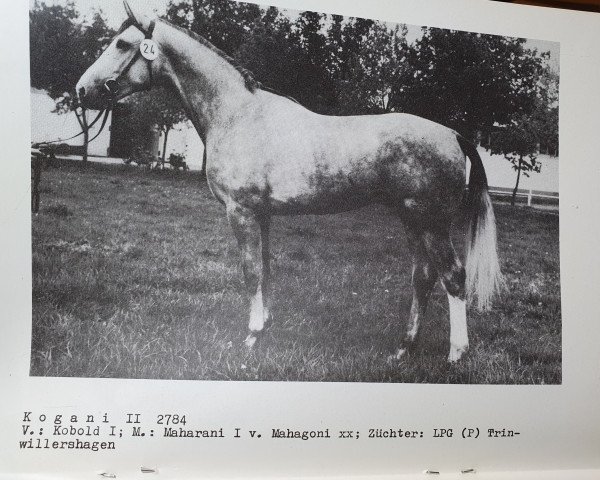 stallion Kogani II (Mecklenburg, 1983, from Kobold I)