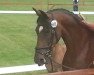 broodmare Diamond Lady (KWPN (Royal Dutch Sporthorse), 2008, from Florett As)