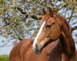 Pferd Lecrymho (Oldenburger, 1997, von Leggiero)