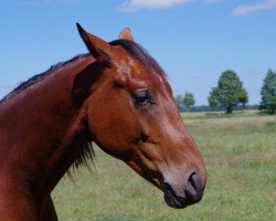 dressage horse Imperion (Hanoverian, 2015, from Kiefferhof's Imperius)