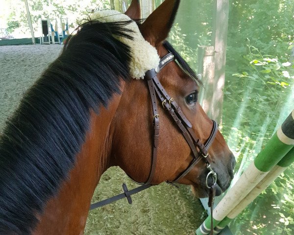 jumper Cèst Ciricou (Oldenburg show jumper, 2013, from Ciacomo)