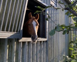 jumper Coupe de Cornet (German Sport Horse, 2014, from Coupie)