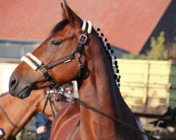 jumper Catweasle S (German Sport Horse, 2013, from Con Chello)