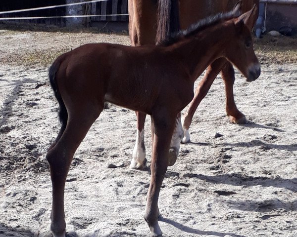 horse Hengst von Hotim (Russian Trakehner, 2021, from Hotim)