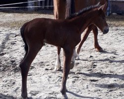 Pferd Hengst von Hotim (Russisch Trakehner, 2021, von Hotim)