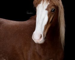 Zuchtstute Turnina´s Varina (Welsh Pony (Sek.B), 2018, von The Braes My Mobility)