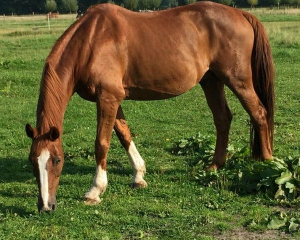 horse Fabino (Westphalian, 1996, from Feuerglanz)