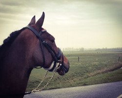 dressage horse Dolfijnweg's Pucca (New Forest Pony, 2007, from Orlando)