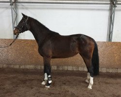 jumper Cajetana 4 (Oldenburg show jumper, 2017, from Freeman VDL)